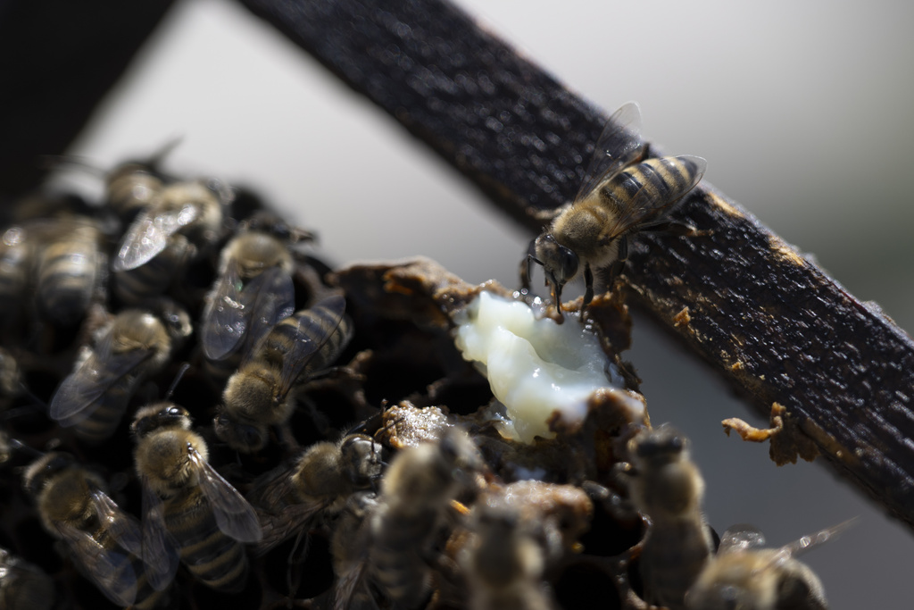 A bee touches royal jelly on a beehive's frame in Athens, Greece, May 29, 2025. (AP Photo/Michael Varaklas)