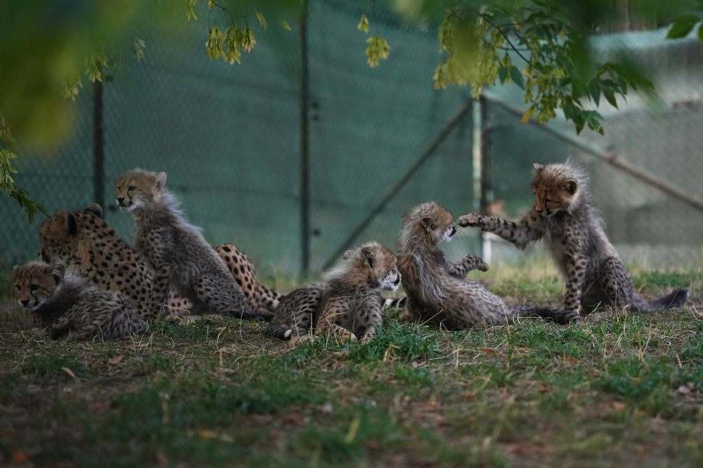 Newly born cheetah quintuplets play by their mother, Daenerys, at their enclosure at the zoo in Prague, Czech Republic, Friday, Sept. 25, 2026. (AP Photo/Petr David Josek)