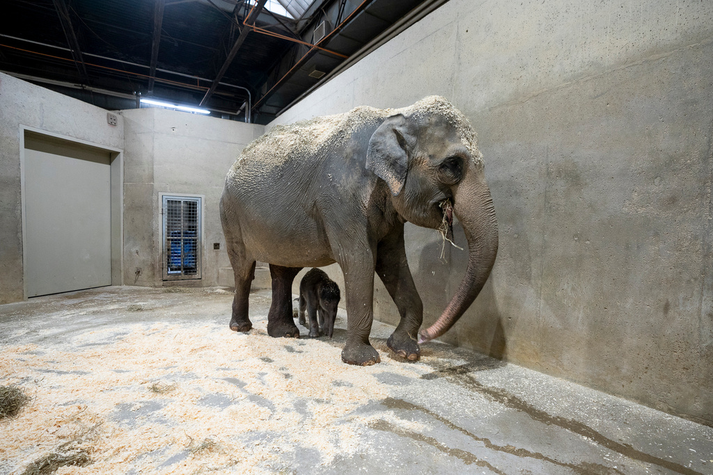 Phoebe, an Asian elephant, stands with her calf after giving birth to him on Tuesday, Oct. 21, 2025, in Powell, Ohio. (Amanda Carberry/Columbus Zoo and Aquarium via AP)