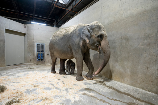 Phoebe, an Asian elephant, stands with her calf after giving birth to him on Tuesday, Oct. 21, 2025, in Powell, Ohio. (Amanda Carberry/Columbus Zoo and Aquarium via AP) Phoebe, an Asian elephant, stands with her calf after giving birth to him on Tuesday, Oct. 21, 2025, in Powell, Ohio. (Amanda Carberry/Columbus Zoo and Aquarium via AP)