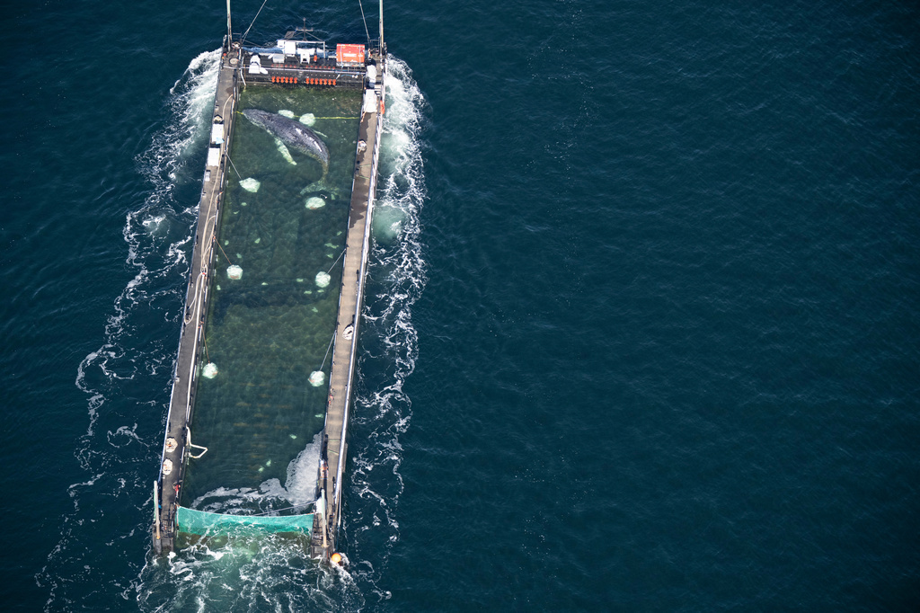 The humpback whale recovered from a shallow bay off Wismar is being transported towards the North Sea in a flooded cargo ship just before the Danish border in Fehmarn, Germany, Wednesday, April 29, 2026. (Philip Dulian/dpa via AP)