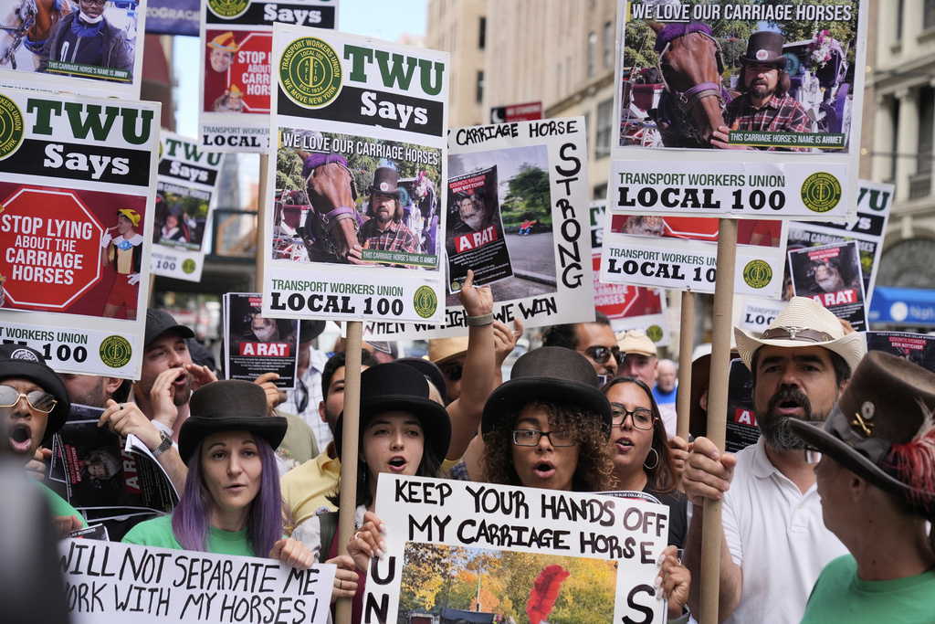 Horse carriage drivers and their supporters rally in New York, Tuesday, Aug. 19, 2025. (AP Photo/Seth Wenig)