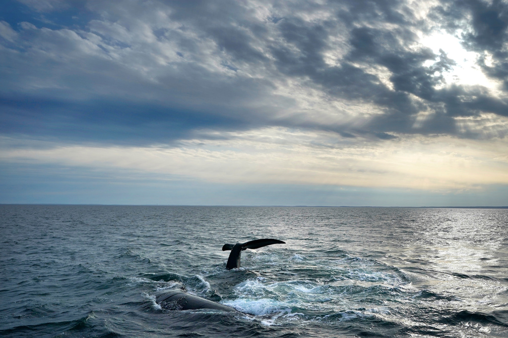 FILE - A pair of North Atlantic right whales interact at the surface of Cape Cod Bay on March 27, 2023, in Massachusetts. (AP Photo/Robert F. Bukaty, File, NOAA permit # 21371)