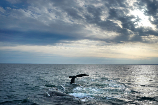 FILE - A pair of North Atlantic right whales interact at the surface of Cape Cod Bay on March 27, 2023, in Massachusetts. (AP Photo/Robert F. Bukaty, File, NOAA permit # 21371) FILE - A pair of North Atlantic right whales interact at the surface of Cape Cod Bay on March 27, 2023, in Massachusetts. (AP Photo/Robert F. Bukaty, File, NOAA permit # 21371)