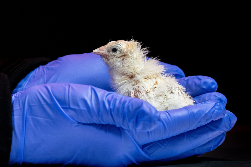 This undated photo provided by Colossal Biosciences shows a chick hatched from an artificial environment. (Colossal Biosciences via AP)