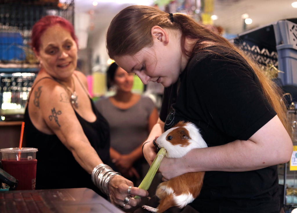 Director Kimie Smothermon (left) feeds a guinea pig corn husks while volunteer Brianna MacIntyre clips its nails at The Guinea Pig Sanctuary, a rescue shelter for guinea pigs, Friday, July 10, 2026, in Salisbury, Massachusetts. (AP Photo/Amanda Swinhart)