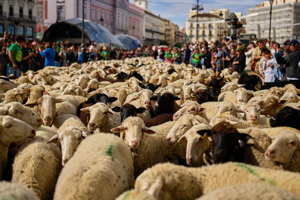 A herd of sheep are guided through central Madrid, Spain, as shepherds lead them through the streets in defense of ancient grazing and migration rights, Sunday, Oct. 19, 2025. (AP Photo/Manu Fernandez)