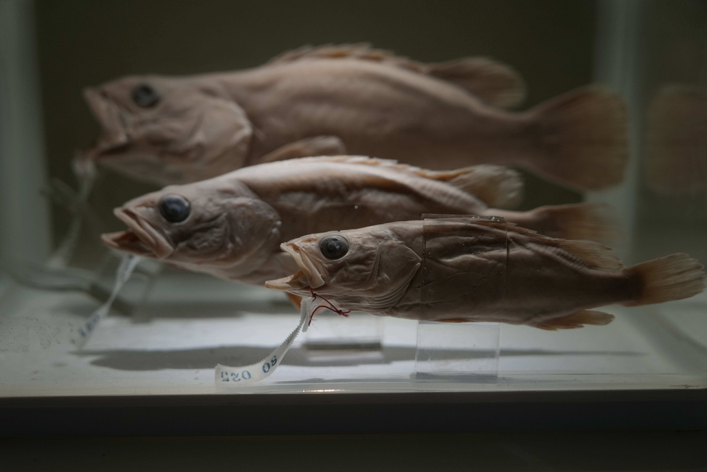 Specimens of the aquatic life forms found in the Yangtze River is displayed at the Museum of Hydro-biological Sciences in Wuhan in central China's Hubei province on June 16, 2025. (AP Photo/Ng Han Guan)