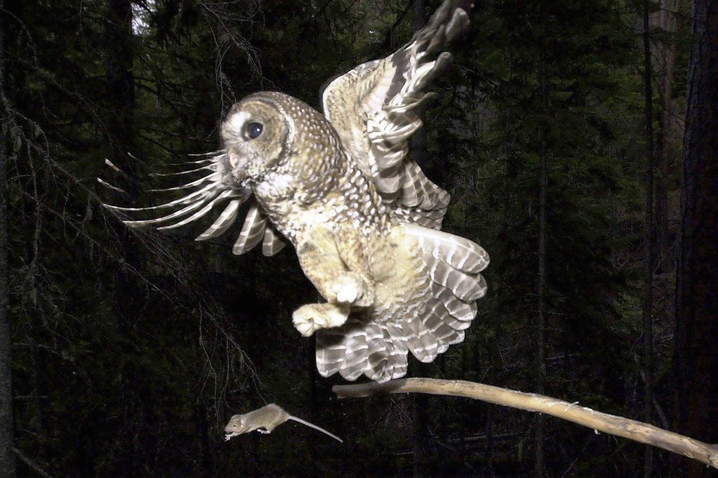 FILE - A northern spotted owl flies after a mouse jumping off the end of a stick in the Deschutes National Forest near Camp Sherman, Ore., May 8, 2003. (AP Photo/Don Ryan, File)