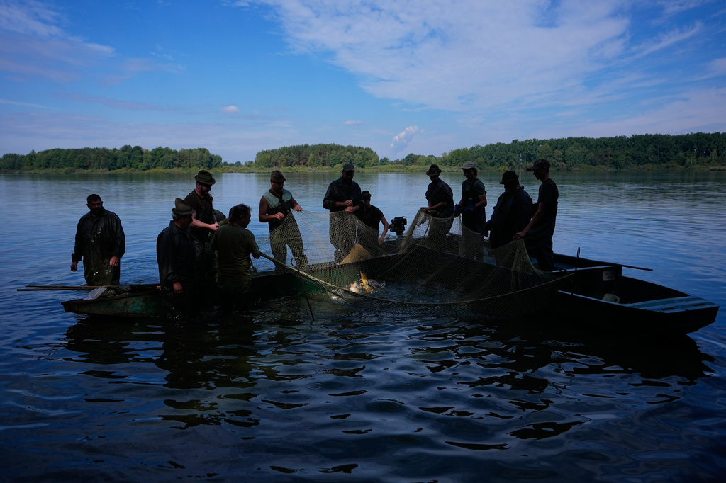 Fishermen pull in a net during a fish haul of the Kanov pond near the town of Trebon, Czech Republic, Wednesday, Aug. 26, 2026. (AP Photo/Petr David Josek)