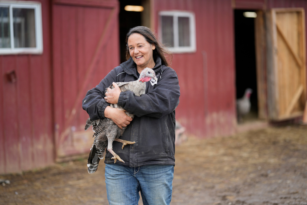 Ellie Laks carries a turkey at The Gentle Barn, Tuesday, Nov. 25, 2025, in Christiana, Tenn. (AP Photo/George Walker IV)