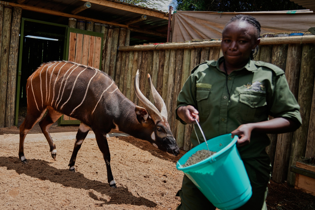 A critically endangered mountain bongo sent from the Czech Republic is fed by Christine Gathoni at the Mount Kenya Wildlife Conservancy in Nanyuki, Laikipia County, Kenya, Friday, May 8, 2026. (AP Photo/Brian Inganga)
