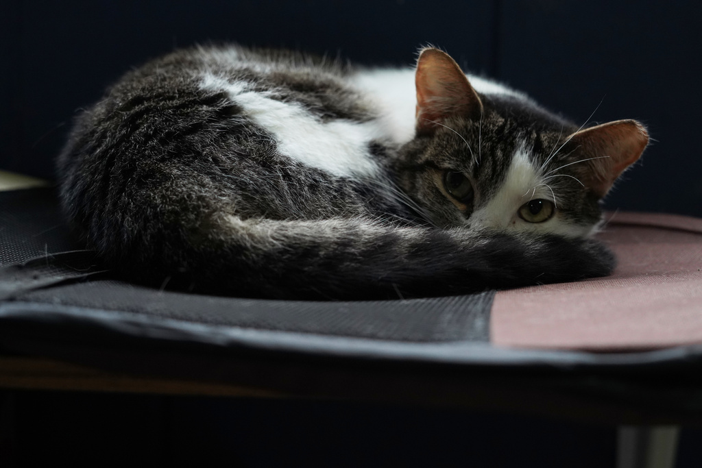 Amira, a rescued cat, rests at Hogar Buena Fortuna pet shelter in Mejicanos, El Salvador, Monday, Oct. 13, 2025. (AP Photo/Salvador Melendez)