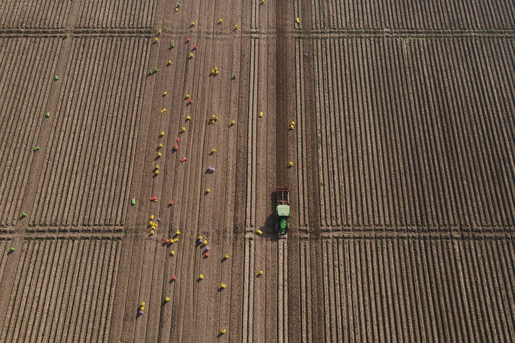 Workers follow an AI-operated driverless tractor harvesting potatoes at Bir Virk's farm near Karnal, India, on Feb. 10, 2026. (AP Photo/Piyush Nagpal)