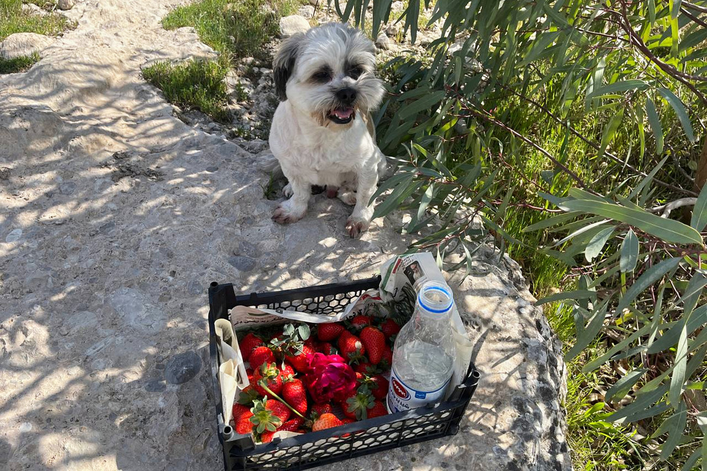 This photo provided by an Iranian lawyer who did not want to be identified shows her dog Coco at her her farm, March 3, 2026, in Iran’s Khuzestan province, where the family is seeking refuge from the U.S-Israeli strikes that fell too close to their city home. (Courtesy photo)