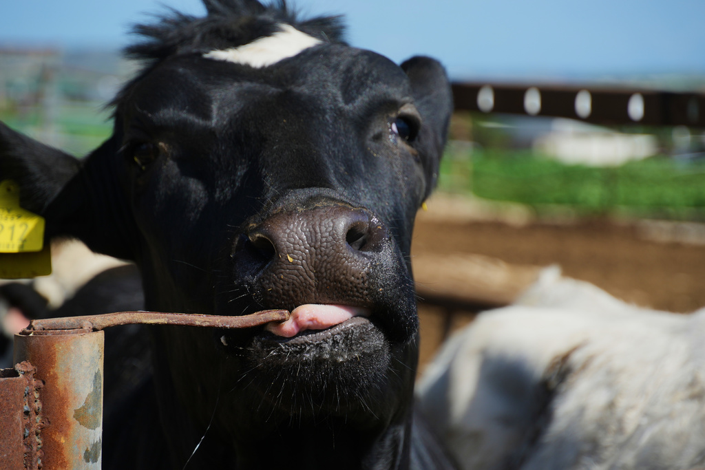 A cow stands in a livestock containment zone holding thousands of goats, sheep, and cattle after an outbreak of foot-and-mouth disease in Kelia, near Larnaca, Cyprus, on Wednesday, Feb. 25, 2026. (AP Photo/Petros Karadjias)