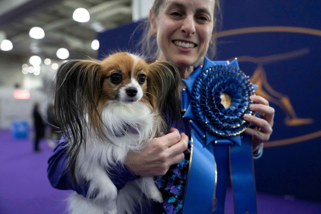 A handler and Gabby, Papillion dog, poses for a picture after competing in the Masters Agility Championship Finals at the 150th Westminster Kennel Club Dog show, Saturday, Jan. 31, 2026, at the in New York. (AP Photo/Yuki Iwamura)