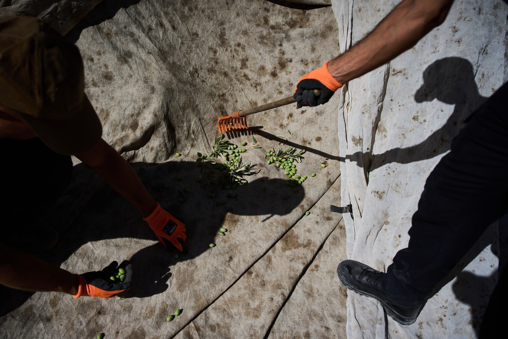 Italian volunteers collect olives they just harvested at the Franciscan hermitage on the Mount of Olives in Jerusalem, Friday, Oct. 3, 2025. (AP Photo/Oded Balilty)