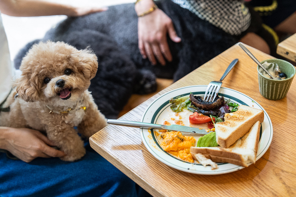 A dog sits on its owner at a dining table inside the Wan Land Cafe on the first day dogs are legally permitted in restaurants in Hong Kong, Thursday, July 9, 2026. (AP Photo/Chan Long Hei)