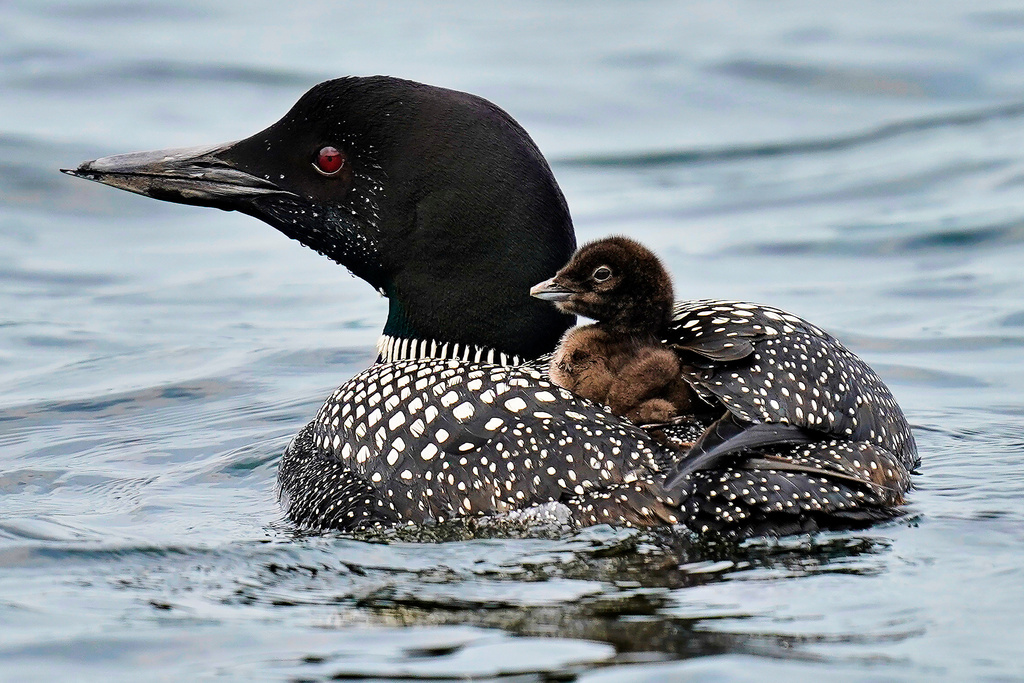 FILE-A common loon chick hitches a ride on its mother's back on Maranacook Lake, in Winthrop, Maine, in this July 20, 2021, file photo. (AP Photo/Chris O'Meara, File)