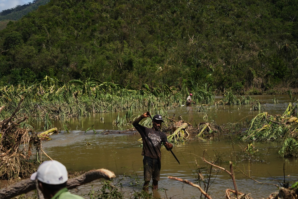A man works in a banana field after Hurricane Melissa passed though the southern coast of Santiago de Cuba, Thursday, Oct. 30, 2025. (AP Photo/Ramón Espinosa)