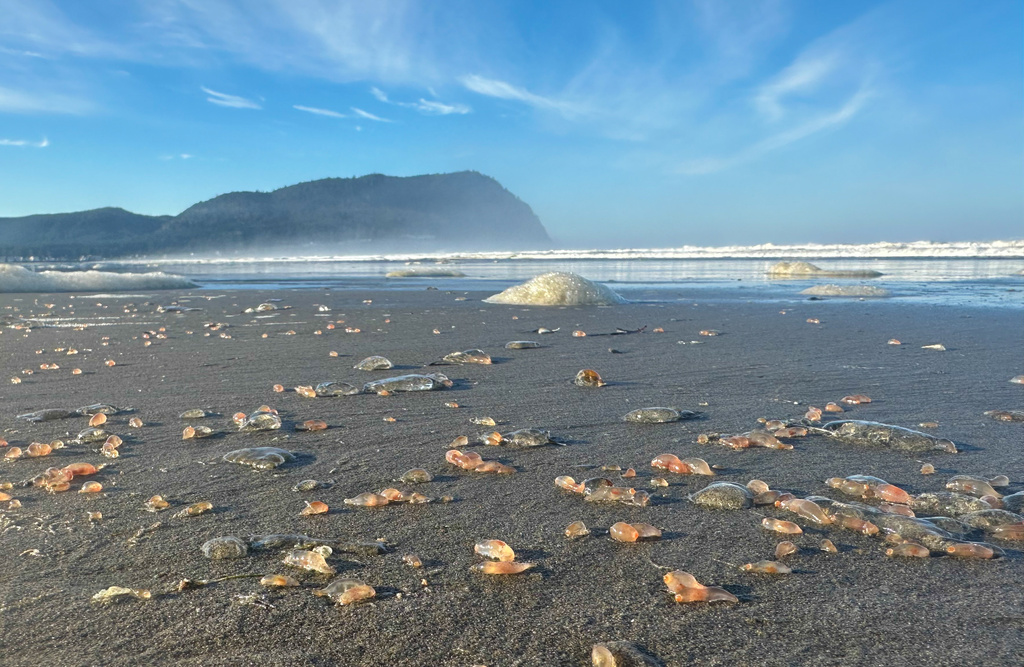 This photo provided by Seaside Aquarium shows skin breathing sea cucumbers sitting on a beach in Seaside, Ore., on Tuesday, Oct. 21, 2025. (Tiffany Boothe/Seaside Aquarium via AP)