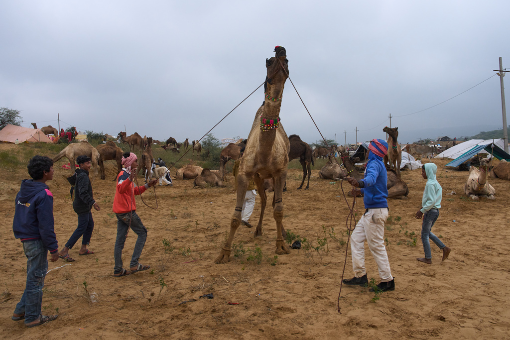 Camel herders control a camel at the annual cattle fair in Pushkar, in the western Indian state of Rajasthan, Tuesday, Oct. 28, 2025. (AP Photo/Rajesh Kumar Singh)