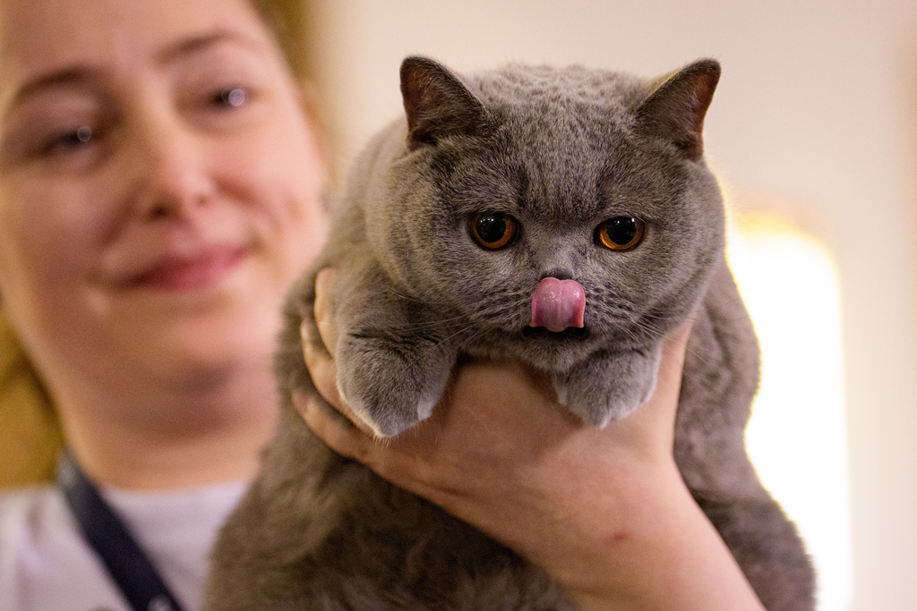 A woman holds a British Shorthair cat during a judging session of an international feline beauty competition, dubbed the Feline Oscars, featuring more than 200 cats, in Bucharest, Romania, Saturday, March 21, 2026. (AP Photo/Vadim Ghirda)