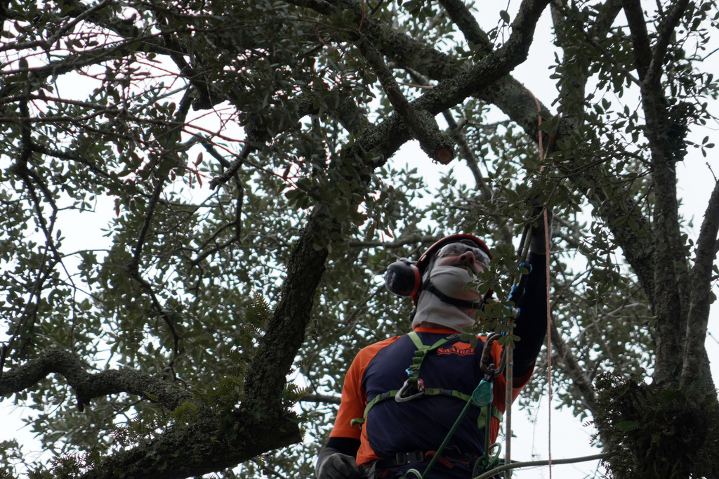 Andrew Giordano, plant and tree health care specialist, installs copper lightning rod cable in the branches of a Revolutionary War "witness tree" at the Battle of Eutaw Springs, S.C., historic site on Wednesday, Aug. 12, 2026. (AP Photo/Allen G. Breed)