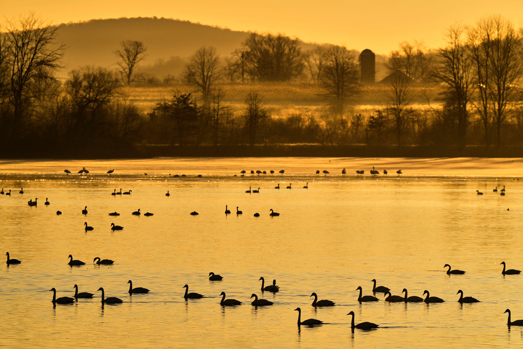Tundra swans and other waterfowl gather on a manmade reservoir at the Middle Creek Wildlife Management Area for a stopover, Monday, March 9, 2026, in Kleinfeltersville, Pa. (AP Photo/Robert F. Bukaty)