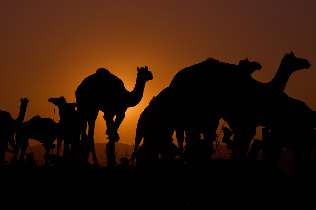 Camels are silhouetted against the rising sun at the annual cattle fair in Pushkar, in the western Indian state of Rajasthan, Sunday, Oct. 26, 2025. (AP Photo/Rajesh Kumar Singh)