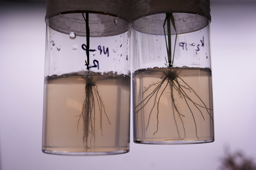 Plants with contrasting root systems, genetically engineered, left, and not, are displayed at the Salk Institute for Biological Studies in La Jolla, Calif., Wednesday, Dec. 3, 2025. (AP Photo/Annika Hammerschlag)