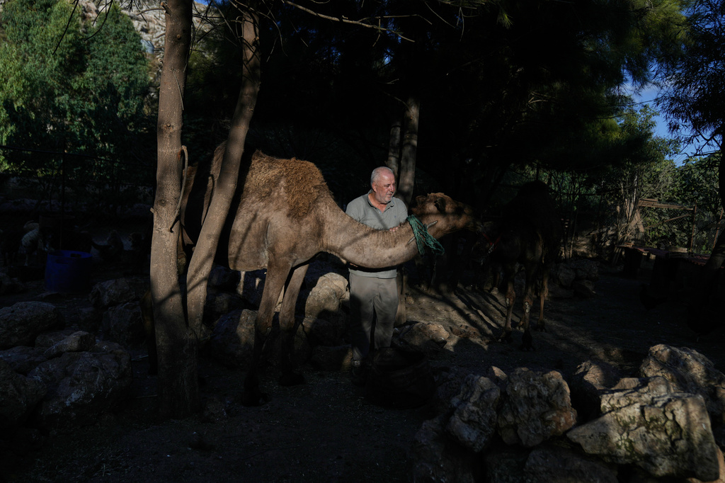 Hussein Hamza, who cares for pets left behind by their owners after they fled following the outbreak of the latest Israel-Hezbollah war, checks on a camel at his animal shelter in the village of Kfaroue, near Nabatiyeh, southern Lebanon, Thursday, July 2, 2026. (AP Photo/Bilal Hussein)