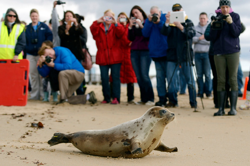 FILE - A male harp seal makes his way down the sands of Blue Shutters Beach in Charlestown, R.I., after being release by Mystic Aquarium's Marine Animal Rescue Team on April 23, 2015. (Sean D. Elliot/The Day via AP, File) FILE - A male harp seal makes his way down the sands of Blue Shutters Beach in Charlestown, R.I., after being release by Mystic Aquarium's Marine Animal Rescue Team on April 23, 2015. (Sean D. Elliot/The Day via AP, File)