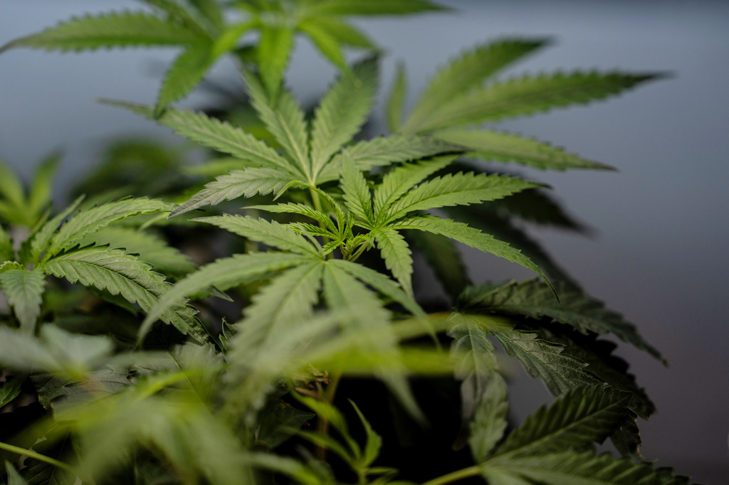 FILE - Marijuana clones are shown for sale in Santa Ana, Calif., April 23, 2026. (AP Photo/Jae C. Hong, File)