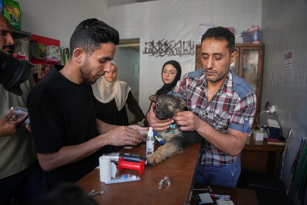 Veterinarians examine and treat Simba, a dog showing signs of illness, at a veterinary clinic in Gaza City, Saturday, June 6, 2026. (AP Photo/Abdel Kareem Hana)