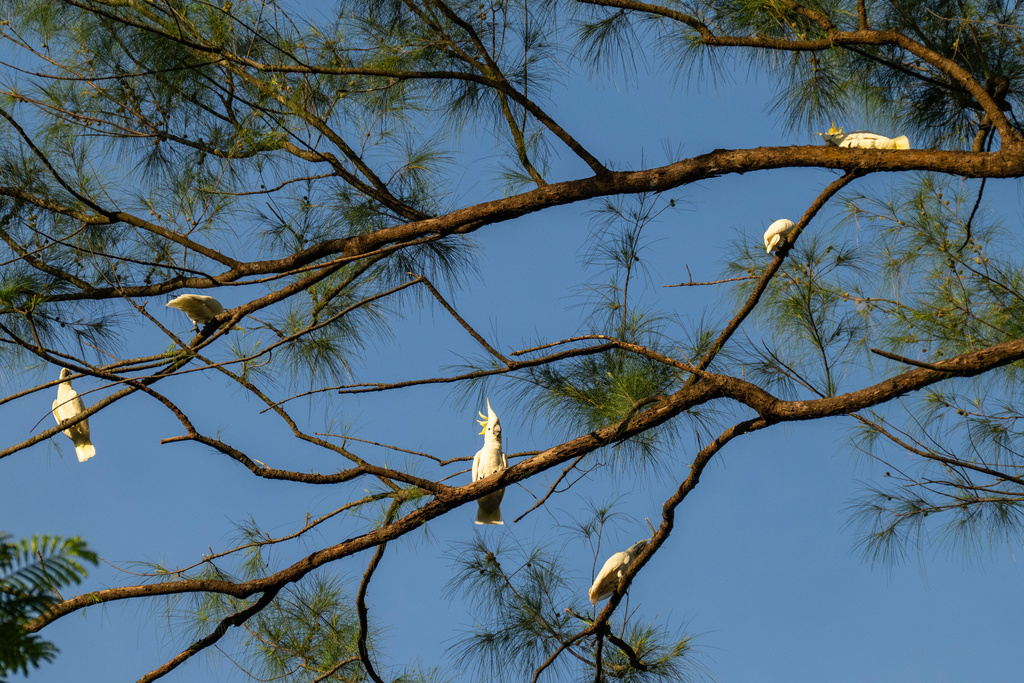 A group of wild yellow-crested cockatoos perch on a tree in Victoria Park in Hong Kong, on Aug. 22, 2025. (AP Photo/Chan Long Hei)