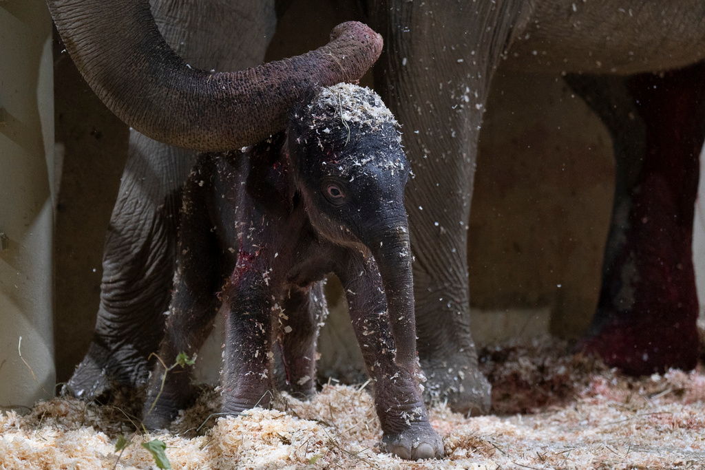 Phoebe, an Asian elephant, stands with her calf after giving birth to him on Tuesday, Oct. 21, 2025, in Powell, Ohio. (Amanda Carberry/Columbus Zoo and Aquarium via AP)