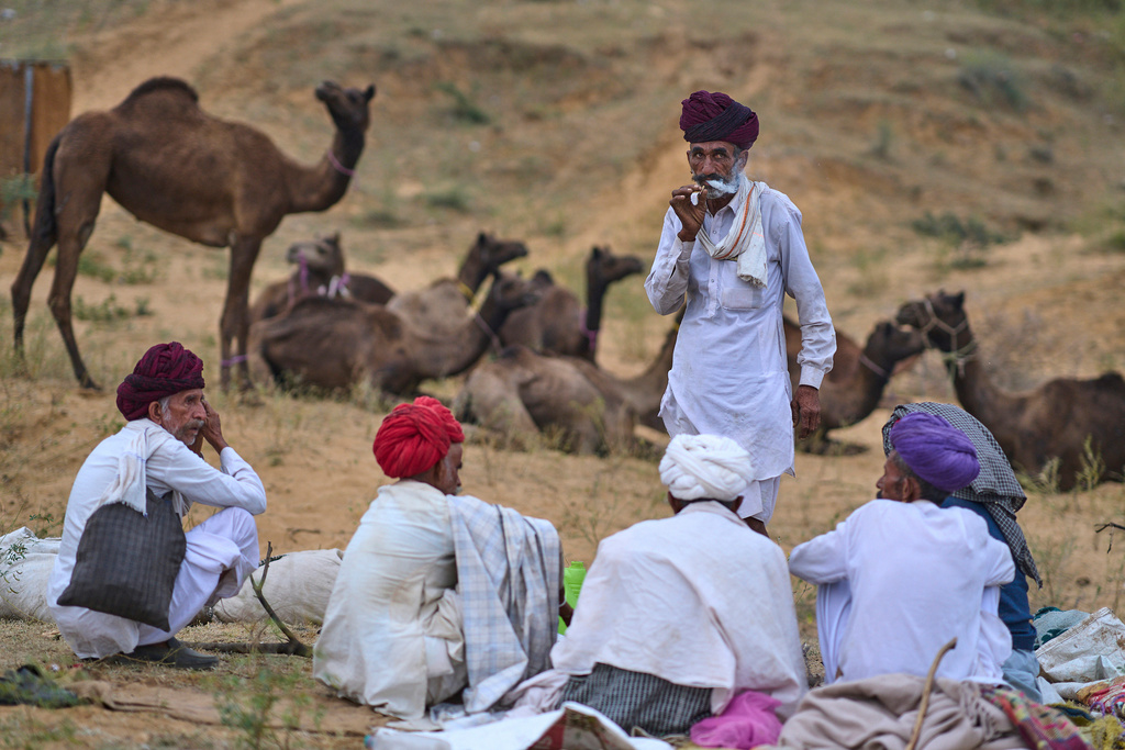 Camel herders rest near their animals at the annual cattle fair in Pushkar, in the western Indian state of Rajasthan, Monday, Oct. 27, 2025. (AP Photo/Rajesh Kumar Singh)