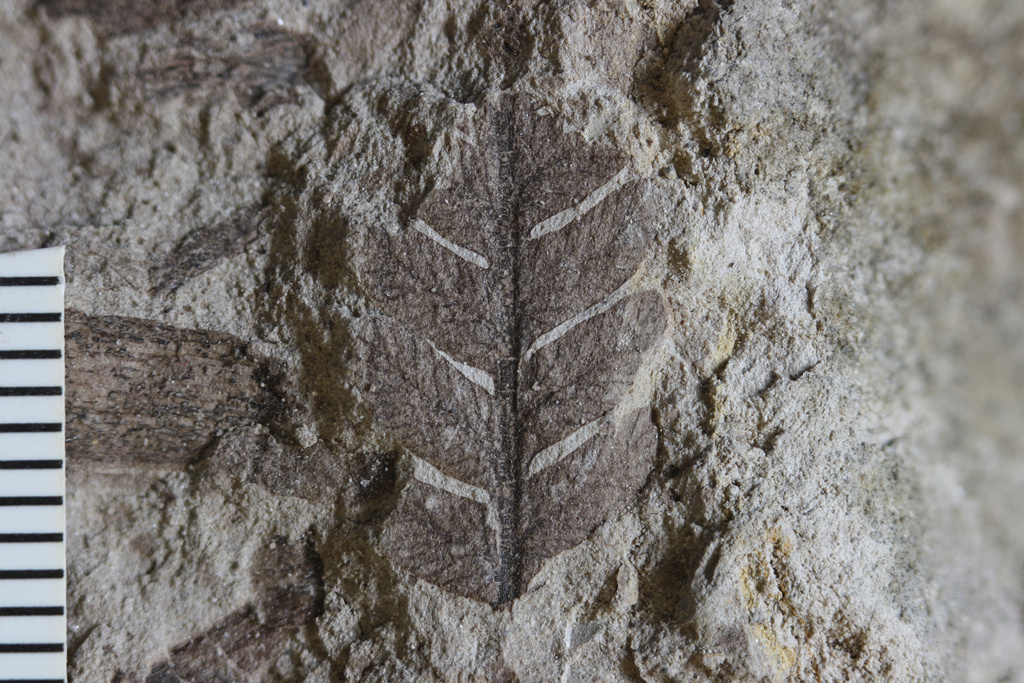 This photo provided by researchers in September 2025 shows a Cretaceous-era fossil of a fern leaf found in a quarry in Ecuador. (Fabiany Herrera via AP)