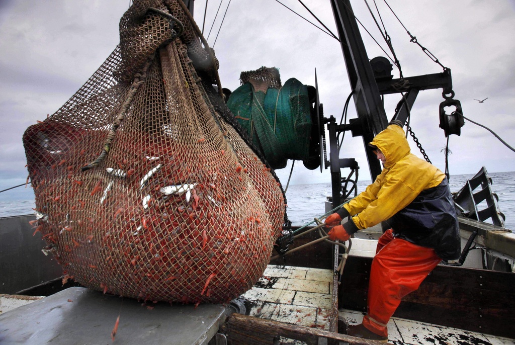 FILE - In this Friday, Jan. 6, 2012 photo, James Rich maneuvers a bulging net full of northern shrimp caught in the Gulf of Maine. (AP Photo/Robert F. Bukaty, File)
