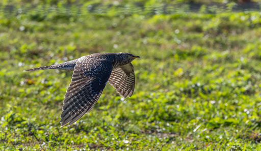 This photo provided by Cornell Lab of Ornithology shows a Common Cuckoo on Oct. 24, 2025 in Woods at Cherry Creek Suffolk, N.Y. (Jay McGowan/Cornell Lab of Ornithology via AP) This photo provided by Cornell Lab of Ornithology shows a Common Cuckoo on Oct. 24, 2025 in Woods at Cherry Creek Suffolk, N.Y. (Jay McGowan/Cornell Lab of Ornithology via AP)