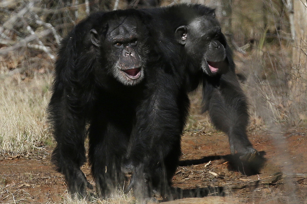FILE - Two chimps walk together at Chimp Haven in Keithville, La., Feb. 19, 2013. (AP Photo/Gerald Herbert, File)