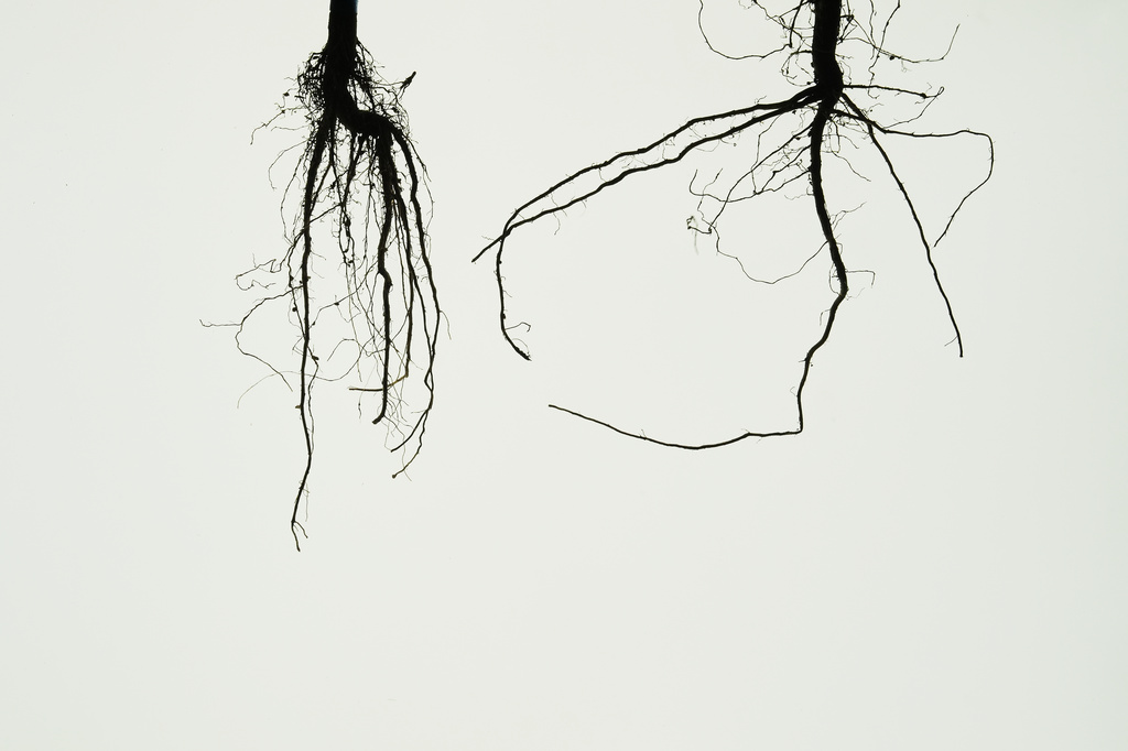 A genetically-engineered soybean root, left, which has roots that grow downward and with more root mass, is shown next to a conventional soybean root Tuesday, Sept. 1, 2026, at a research farm in Urbana, Ill. (AP Photo/Joshua A. Bickel)
