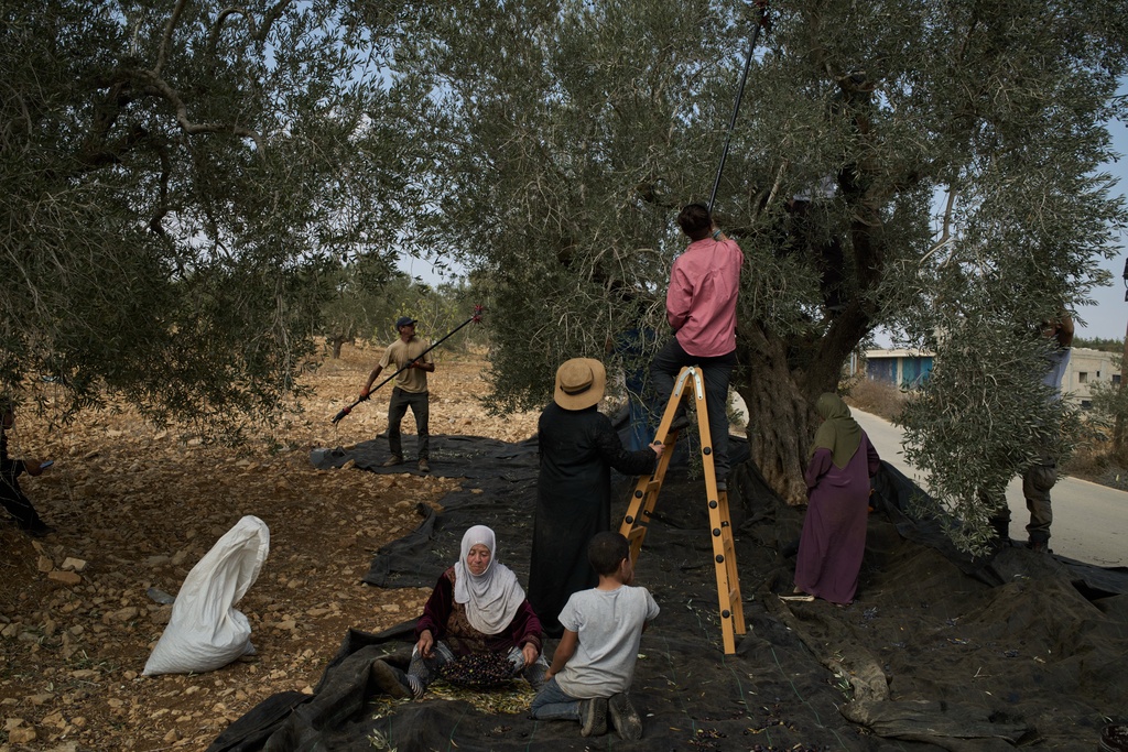 Palestinian Halwa Shbana, 72, collects olives with the assistance of foreign volunteers in the West Bank village of Sinjil, Thursday, Nov. 13, 2025. (AP Photo/Leo Correa)