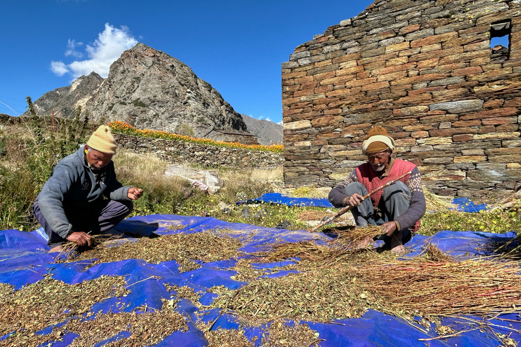 Kishan Singh, right, and Vijay Singh winnow buckwheat in Martoli village, in the northern Indian Himalayan state of Uttarakhand, on Oct. 4, 2025. (AP Photo/Satish Sharma)