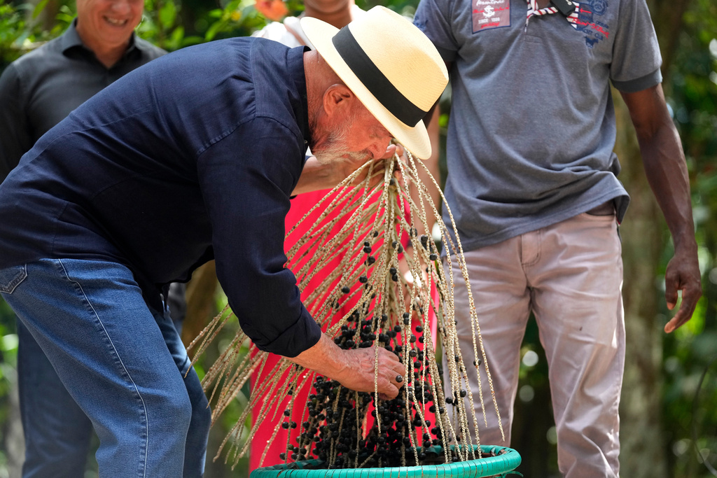Brazil President Luiz Inacio Lula da Silva harvests acai during a meeting with descendants of slaves in a settlement in Itacoa Miri, Combu island, Belem, Para state, Brazil, Monday, Nov. 3, 2025, ahead of the COP30 U.N. Climate Summit. (AP Photo/Eraldo Peres)