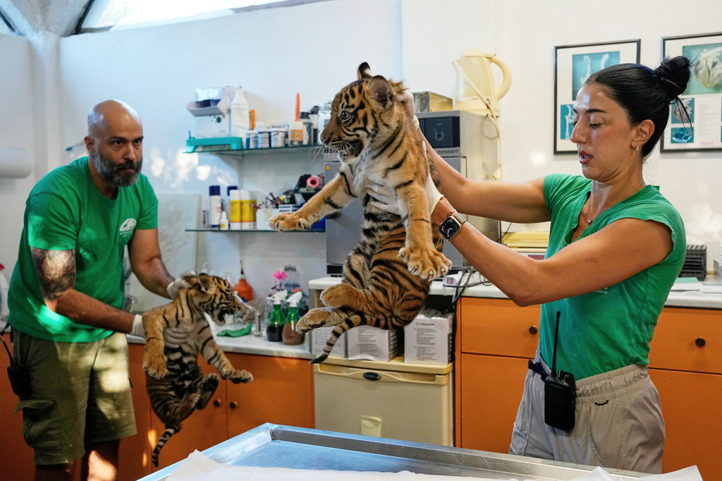 Two male two-month-old Sumatran tiger cubs receive their first vaccination and are microchipped at Attica Zoological Park near Athens, Greece, on Tuesday, Sept. 8, 2026, as part of an effort to build a backup population of the critically endangered species. (AP Photo/Thanassis Stavrakis)