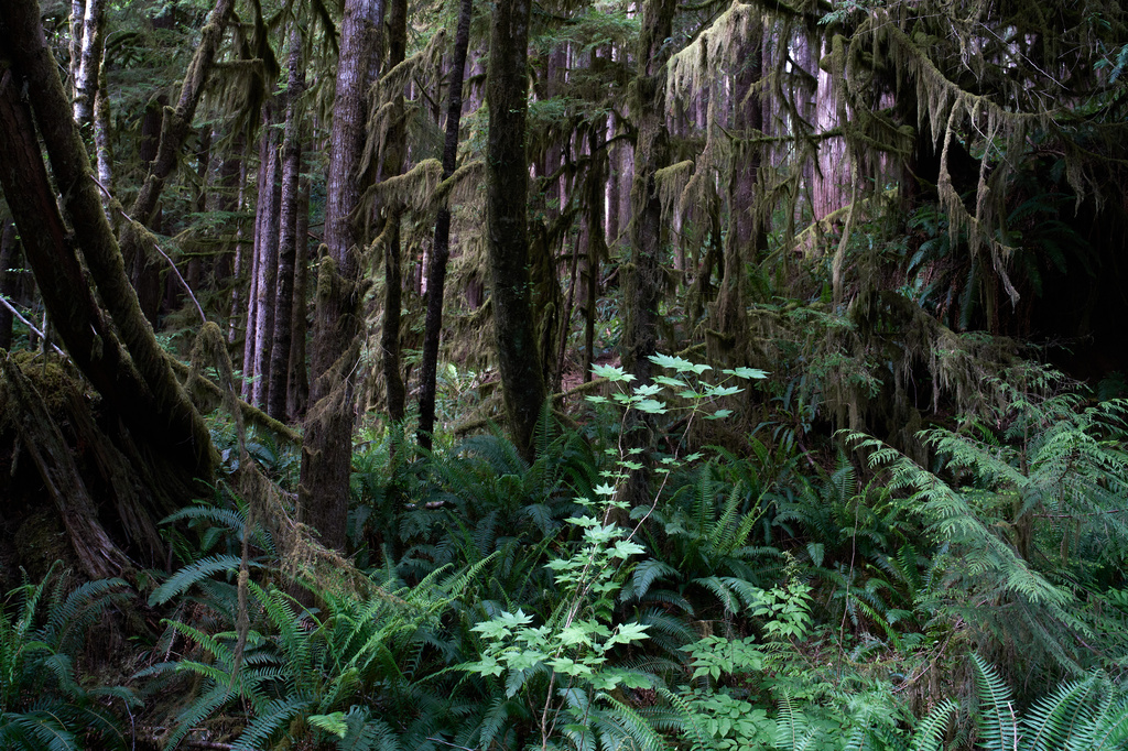 Moss drips from tree branches in a forest near Port Renfrew, British Columbia, Thursday, May 28, 2026. (AP Photo/Annika Hammerschlag)