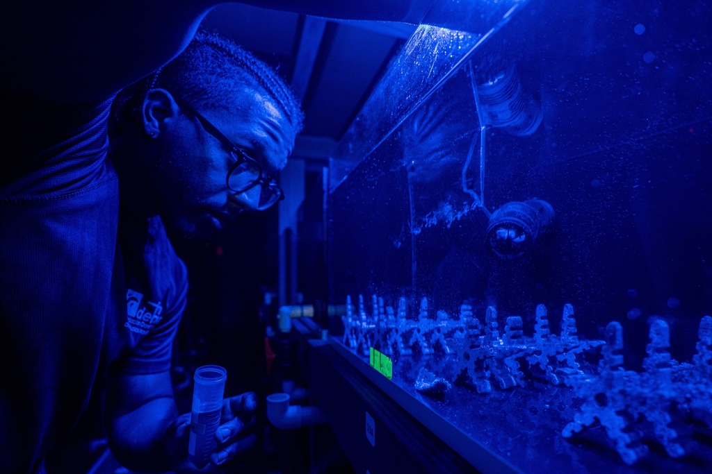 Ariel Alvarez, research assistant at Fundemar, pours a protein mixture to feed the corals located in the laboratory in Bayahibe, Dominican Republic on Oct. 17, 2025. (AP Photo/Francesco Spotorno)